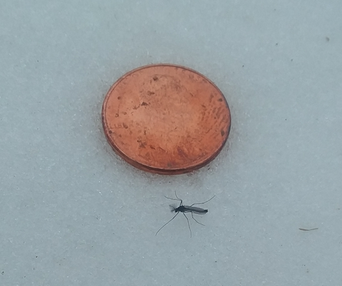 winter midge next to a penny