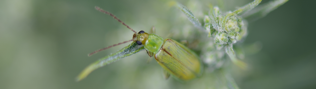 green beetle 