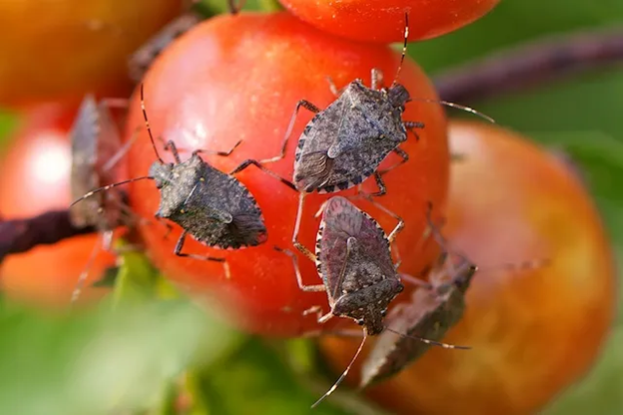 a cluster of Brown Marmorated Stink Bug on a tomato
