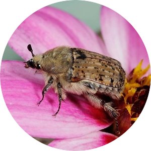 Bumble flower beetle
