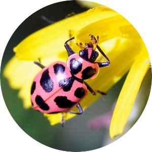 pink spotted lady beetle