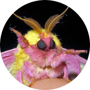 rosy maple moth