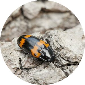 heroic pleasing fungus beetle