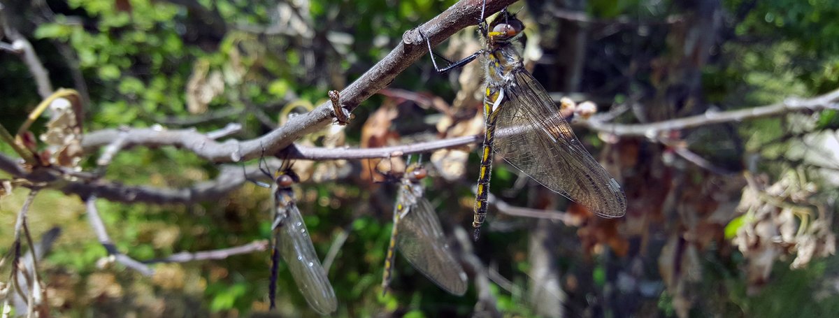 Dragonflies on a branch