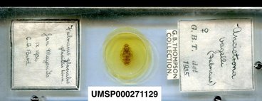 insect on a microscope slide 