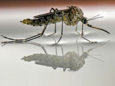 mosquito on water