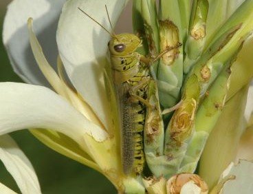 green grasshopper feeding on a canna leaf