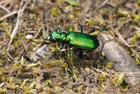 six-spotted tiger beetle 1