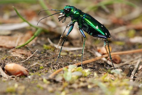 six-spotted tiger beetle 2
