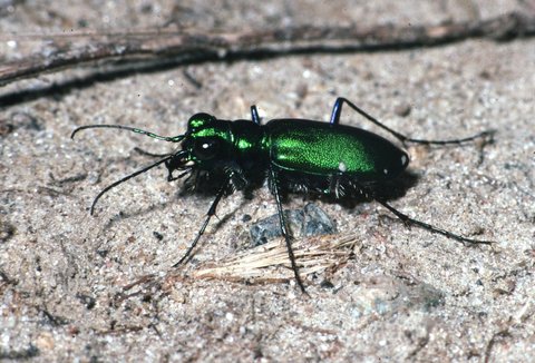 six-spotted tiger beetle 3