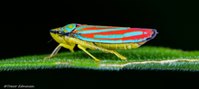 Candy-striped leafhopper - Trevor Edmonson
